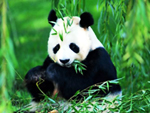 Pandareise